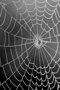 spiderweb_dew